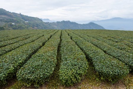 Foto de Campo de té en Shizhuo Trails en Alishan de Taiwán - Imagen libre de derechos