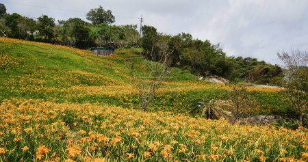 Téléchargez les photos : Champ de fleurs de lis de jour orange à Taimali Kinchen Mountain à Taitung - en image libre de droit