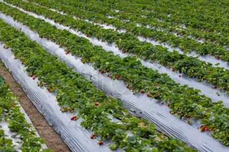 Plump strawberries in a field
