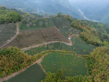Téléchargez les photos : Vue du dessus du champ de thé sur la montagne - en image libre de droit