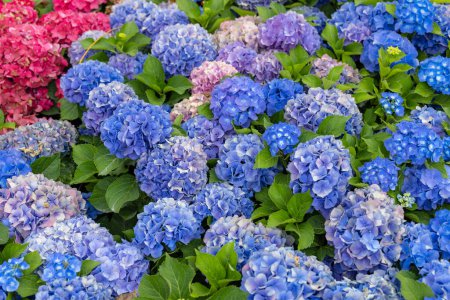 Téléchargez les photos : Hortensia fleur dans le jardin - en image libre de droit