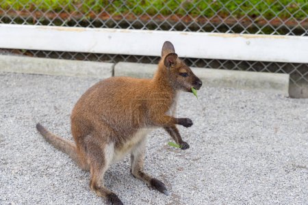 Téléchargez les photos : Kangourou manger avec congé vert - en image libre de droit