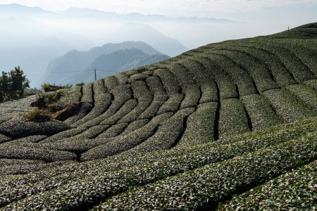 Photo for Tea field in Shizhuo Trails at Alishan of Taiwan - Royalty Free Image