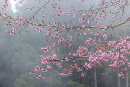 Téléchargez les photos : Sakura en fleurs sur le fond de la forêt avec brouillard - en image libre de droit