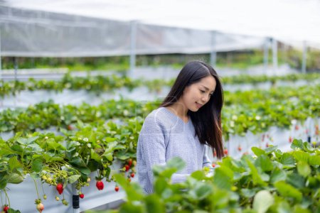 Photo for Woman go strawberry field to pick a strawberry in Miaoli of Taiwan - Royalty Free Image