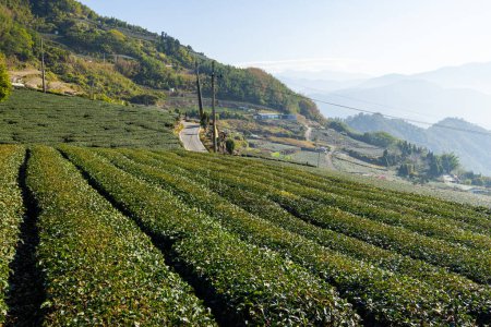 Téléchargez les photos : Champ de thé à Shizhuo Sentiers à Alishan de Taiwan - en image libre de droit