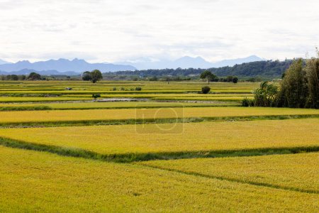 Foto de Taiwán Taichung Waipu arrozal campo de arroz - Imagen libre de derechos