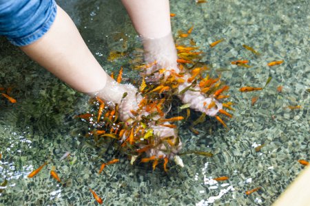Téléchargez les photos : Pédicure poisson spa traitement à l'extérieur - en image libre de droit