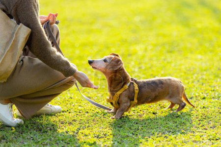 Téléchargez les photos : Pet propriétaire train avec son dachshund chien au parc - en image libre de droit