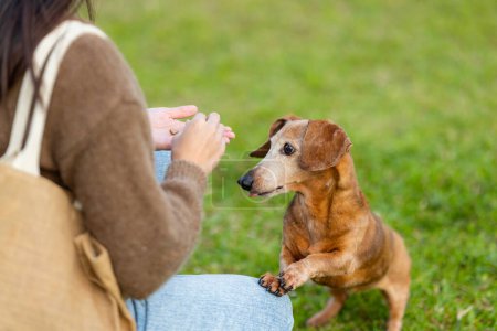 Téléchargez les photos : Propriétaire d'animal donner son dachshund chien pour un régal au parc - en image libre de droit