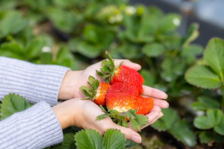 Photo for Hand hold with fresh strawberries in the field - Royalty Free Image
