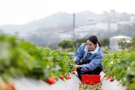 Photo for Woman go strawberry field to pick a strawberry in Miaoli of Taiwan - Royalty Free Image