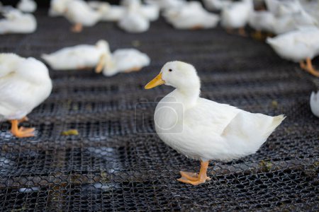 Foto de Grupo de patos blancos en la granja - Imagen libre de derechos