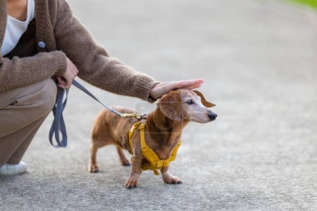 Téléchargez les photos : Femme apporter son chien à l'extérieur - en image libre de droit