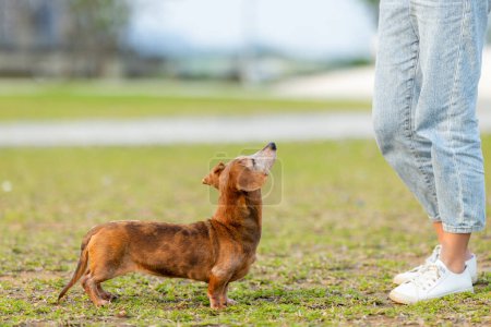 Téléchargez les photos : Dachshund chien sortir au parc - en image libre de droit