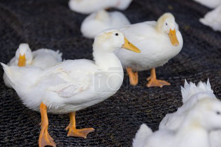 Téléchargez les photos : Lots of duck in local farm in Taiwan - en image libre de droit