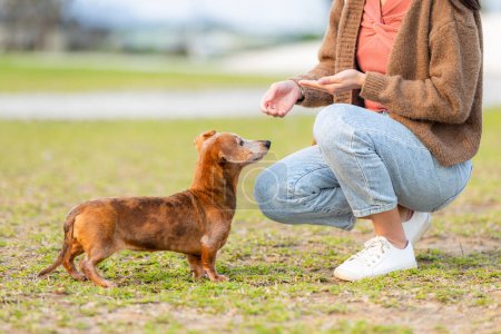 Foto de Dueño de la mascota dar su perro salchicha para un regalo en el parque - Imagen libre de derechos