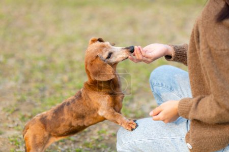 Foto de Dueño de la mascota dar su perro salchicha para un regalo en el parque - Imagen libre de derechos