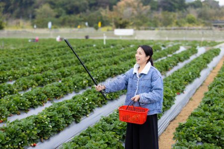 Foto de Mujer utilizar 360 cámara para tomar vídeo en el campo de fresas - Imagen libre de derechos