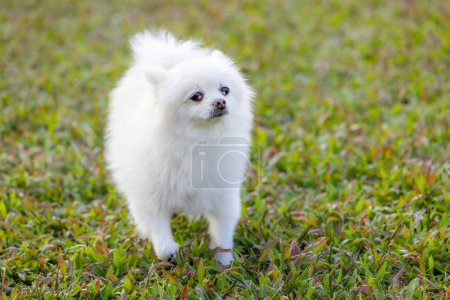 Téléchargez les photos : Promenade canine poméranienne sur l'herbe - en image libre de droit