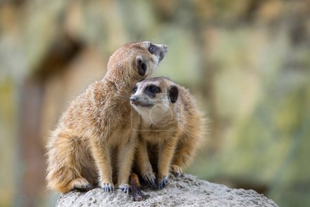 Téléchargez les photos : Meerkat dans le parc zoologique - en image libre de droit