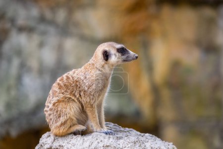 Meerkat in the zoo park