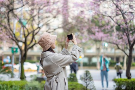 Photo for Woman use mobile phone to take photo of the sakura tree - Royalty Free Image