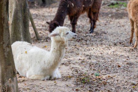 Téléchargez les photos : Bel alpaga avec fourrure douce dans le parc zoologique - en image libre de droit