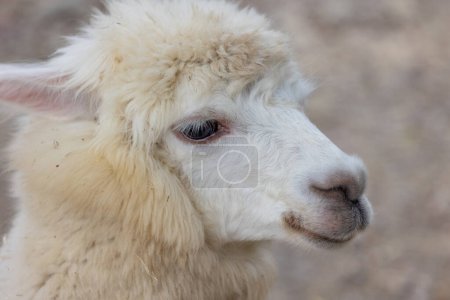 Photo for Beautiful alpaca with soft fur in zoo park - Royalty Free Image