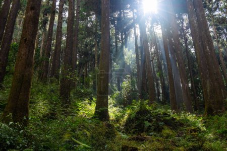 Foto de Vista inferior de los rayos de sol del sol a través de la madera en el paisaje forestal en el área de recreación forestal nacional alishan - Imagen libre de derechos