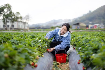 Téléchargez les photos : Voyage femme aller cueillir des fraises - en image libre de droit