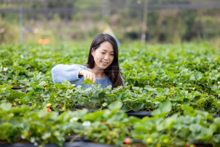Téléchargez les photos : Femme cueillir des fraises dans le champ - en image libre de droit