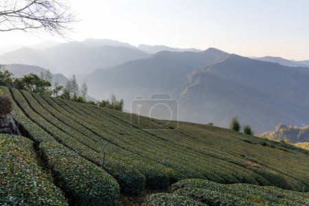 Téléchargez les photos : Champ de thé à Shizhuo Sentiers à Alishan de Taiwan - en image libre de droit
