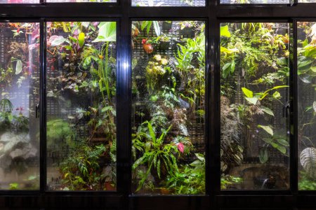 Foto de Planta tropical dentro de la casa de cristal - Imagen libre de derechos
