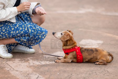 Téléchargez les photos : Asiatique femme nourrir son dachshund chien au parc - en image libre de droit