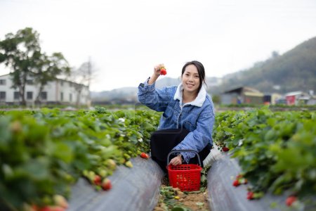 Photo for Woman hold with strawberry in the field - Royalty Free Image