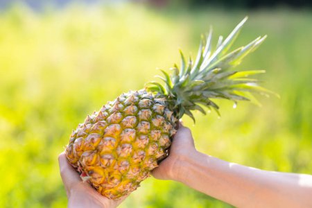 Photo for Hand hold with ripe pine apple - Royalty Free Image