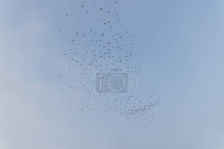 Téléchargez les photos : La migration des oiseaux survole le ciel - en image libre de droit