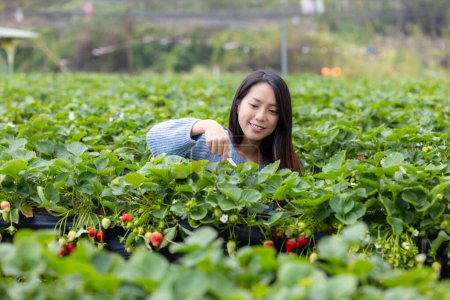 Photo for Woman pick strawberry in the field - Royalty Free Image