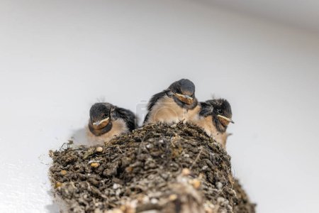 Photo for Swallow and baby birds in a nest - Royalty Free Image