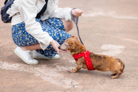 Photo for Woman feed her dog with snack at outdoor - Royalty Free Image