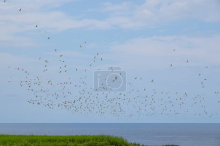 Téléchargez les photos : Groupe de aigrettes volent au-dessus du ciel - en image libre de droit