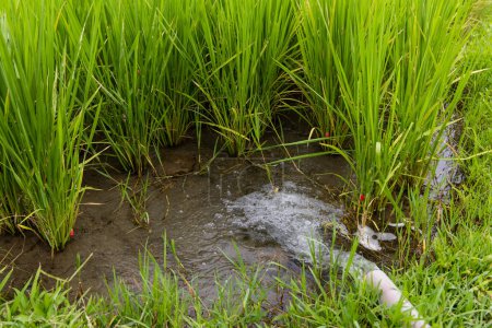 Photo for Fresh raw green paddy rice farm - Royalty Free Image