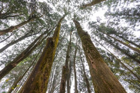 Téléchargez les photos : Vue du bas de l'arbre forestier - en image libre de droit