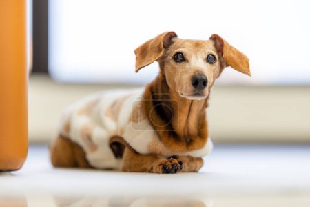 Téléchargez les photos : Dachshund chien couché sur le sol - en image libre de droit