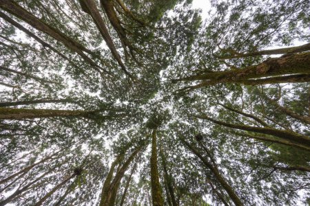 Téléchargez les photos : Vue du bas de l'arbre forestier - en image libre de droit