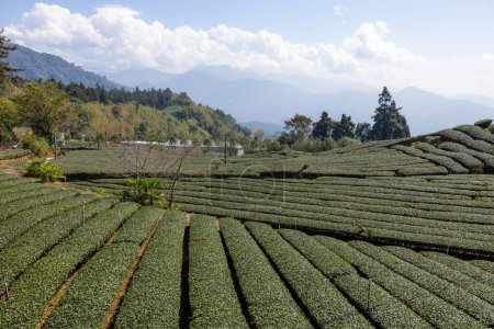 Téléchargez les photos : Lignes de culture d'arbre à thé pour la plantation de thé - en image libre de droit
