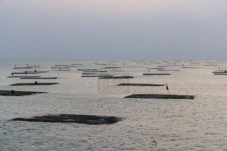 Téléchargez les photos : Champ d'huîtres au-dessus de la mer le soir - en image libre de droit
