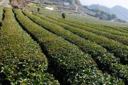Téléchargez les photos : Champ de thé vert frais à Shizhuo Trails à Alishan de Taiwan - en image libre de droit