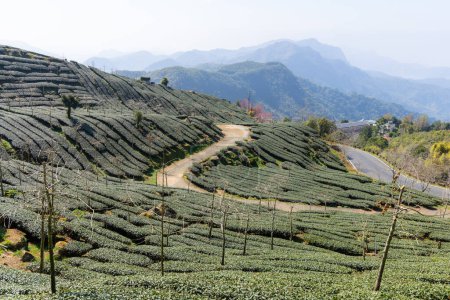 Foto de Paisaje de la granja de té en Shizhuo Trails en Alishan de Taiwán - Imagen libre de derechos